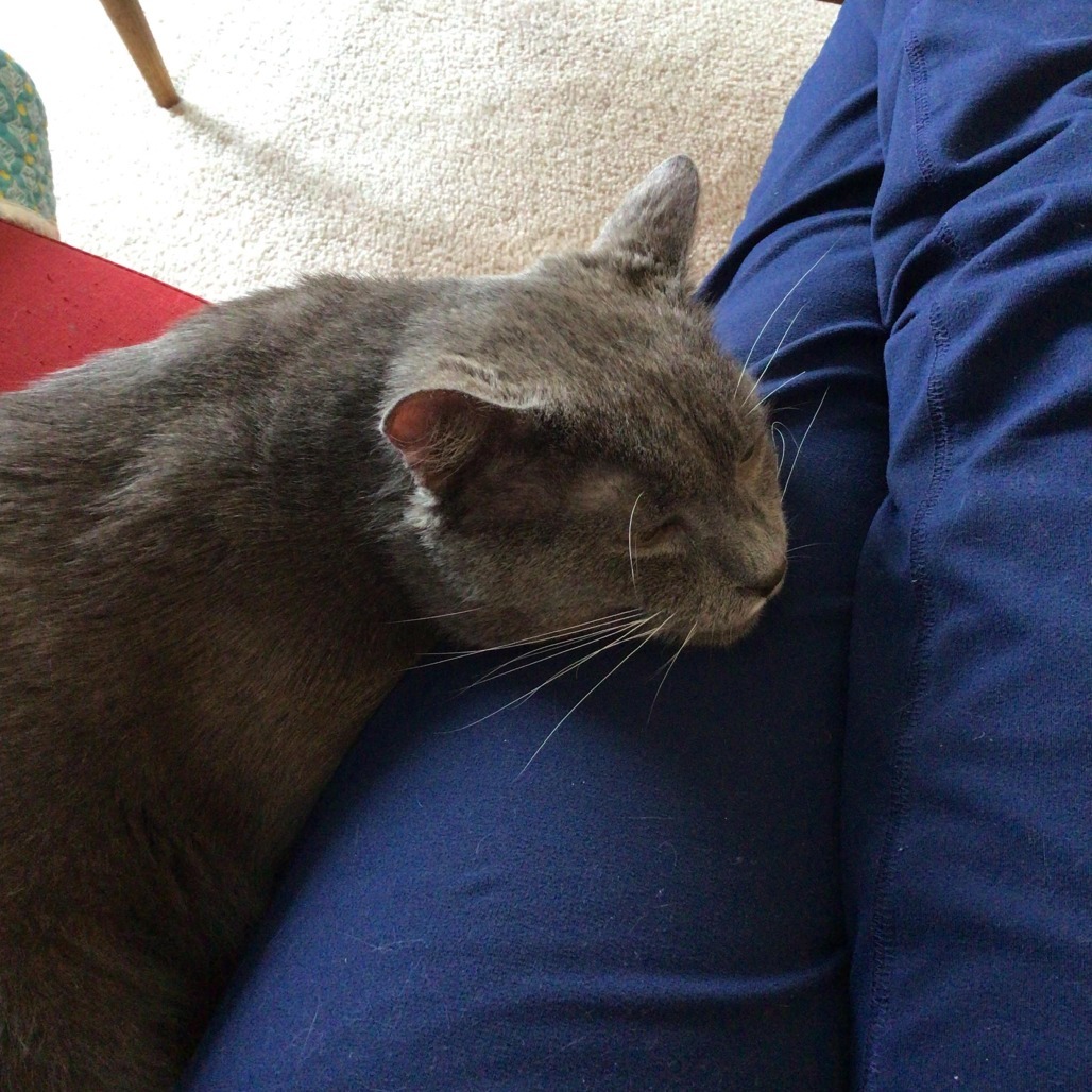 Bob BCAS, an adoptable Manx in Merrifield, VA, 22116 | Photo Image 4