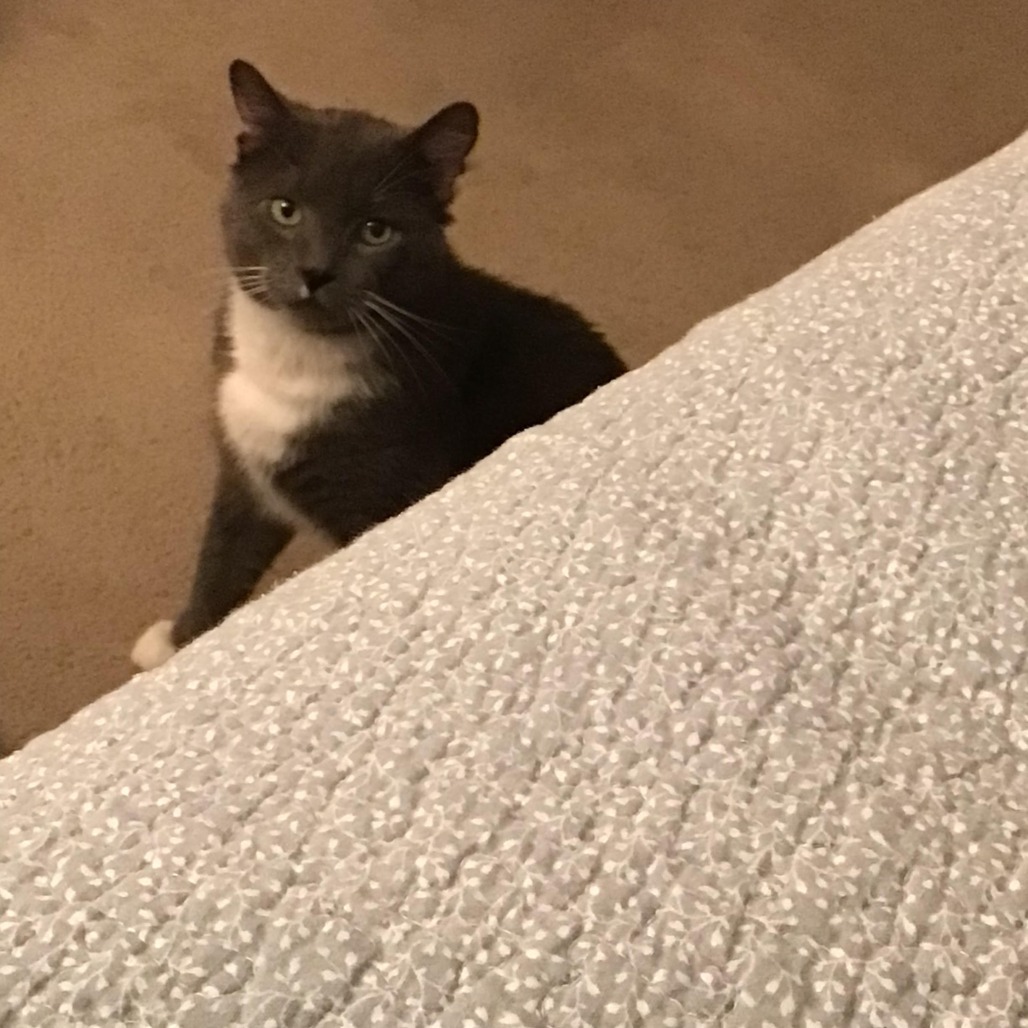 Bob BCAS, an adoptable Manx in Merrifield, VA, 22116 | Photo Image 5