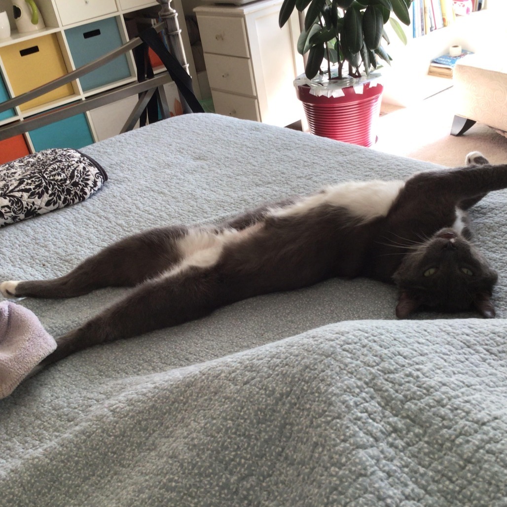 Bob BCAS, an adoptable Manx in Merrifield, VA, 22116 | Photo Image 6