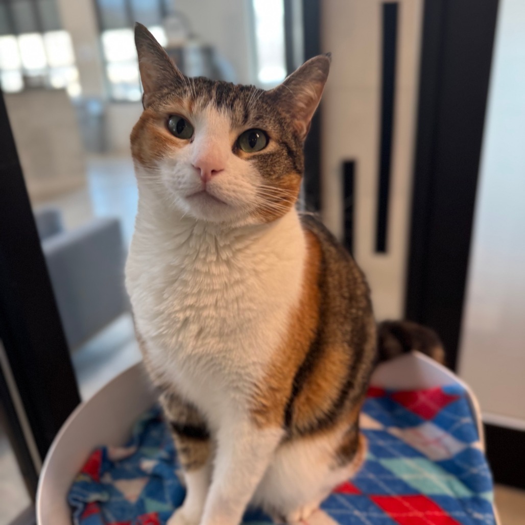 Caliope, an adoptable Domestic Short Hair in Hailey, ID, 83333 | Photo Image 1
