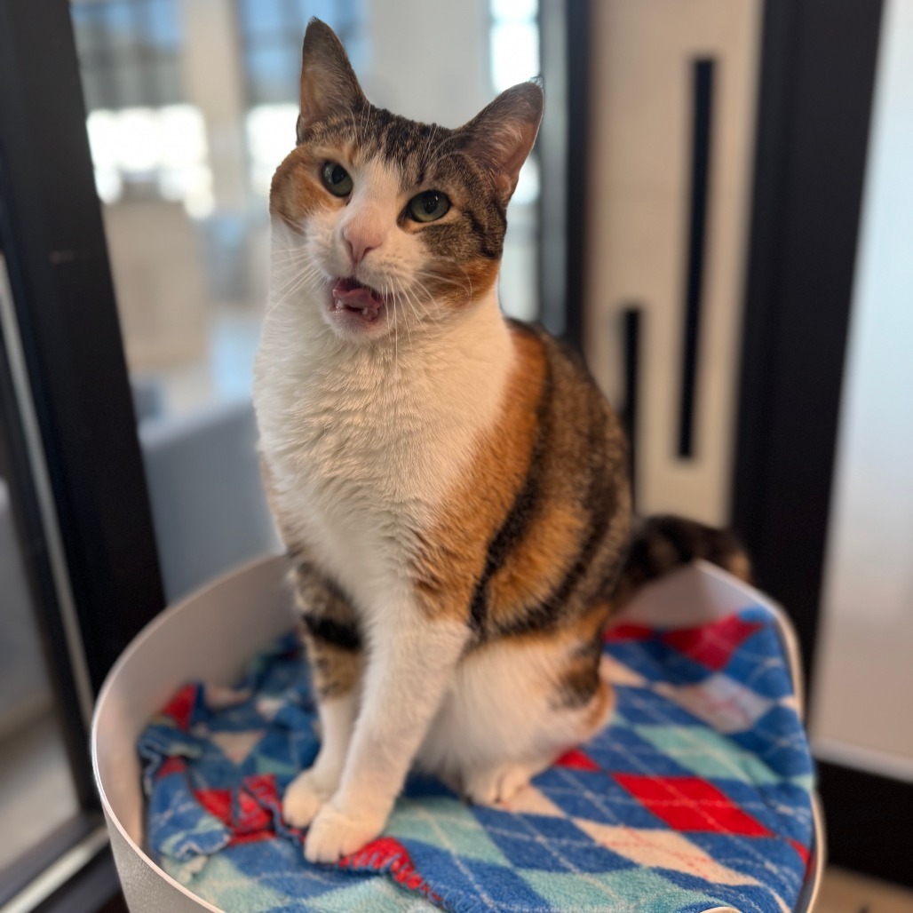 Caliope, an adoptable Domestic Short Hair in Hailey, ID, 83333 | Photo Image 2