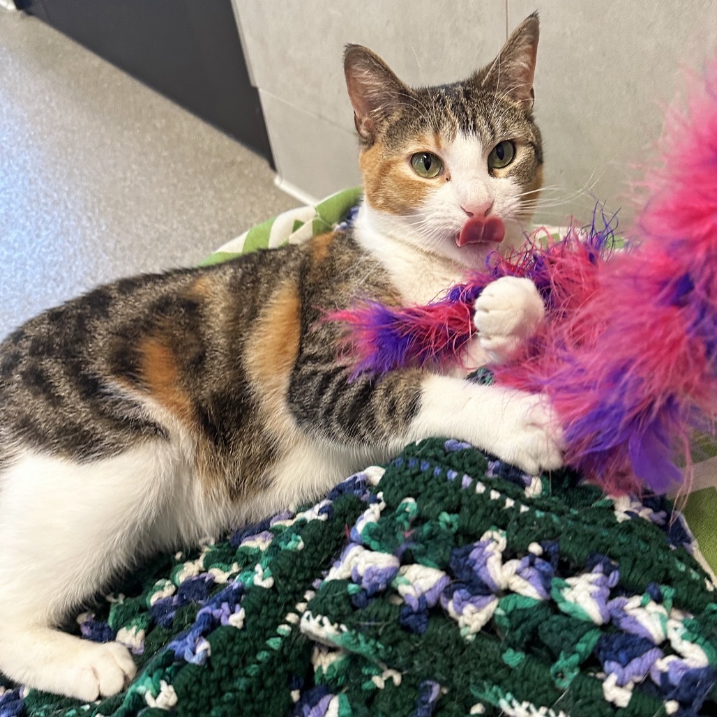 Caliope, an adoptable Domestic Short Hair in Hailey, ID, 83333 | Photo Image 3
