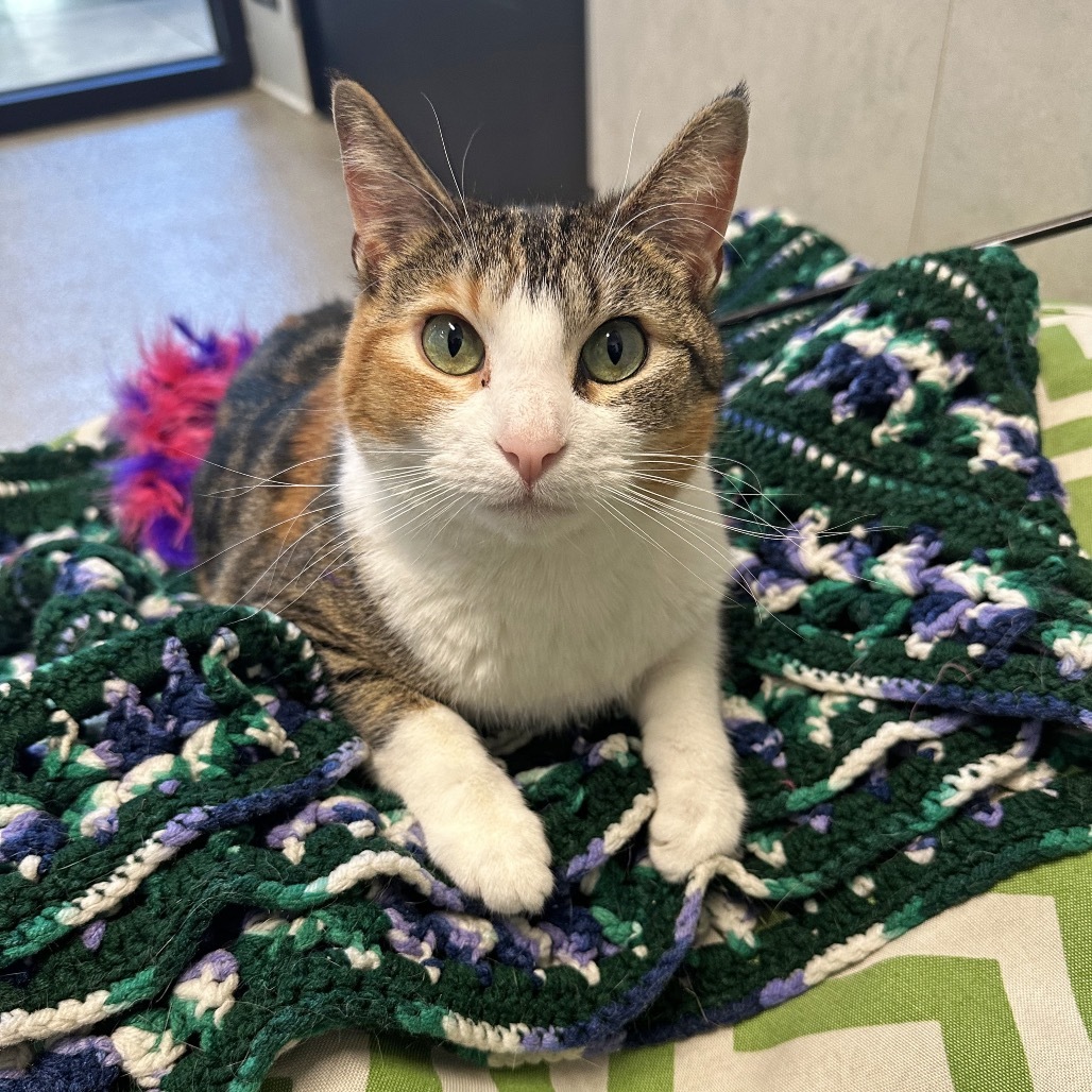 Caliope, an adoptable Domestic Short Hair in Hailey, ID, 83333 | Photo Image 4