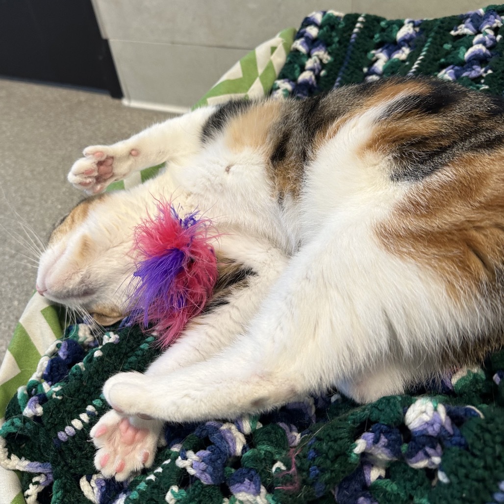 Caliope, an adoptable Domestic Short Hair in Hailey, ID, 83333 | Photo Image 5