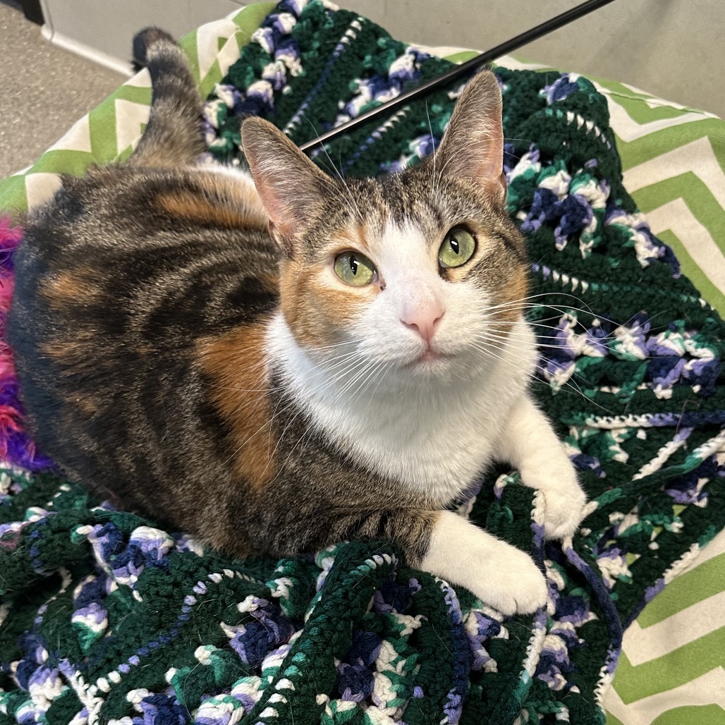 Caliope, an adoptable Domestic Short Hair in Hailey, ID, 83333 | Photo Image 6