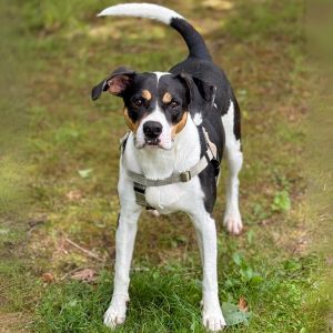 Oden, Adult Male Hound