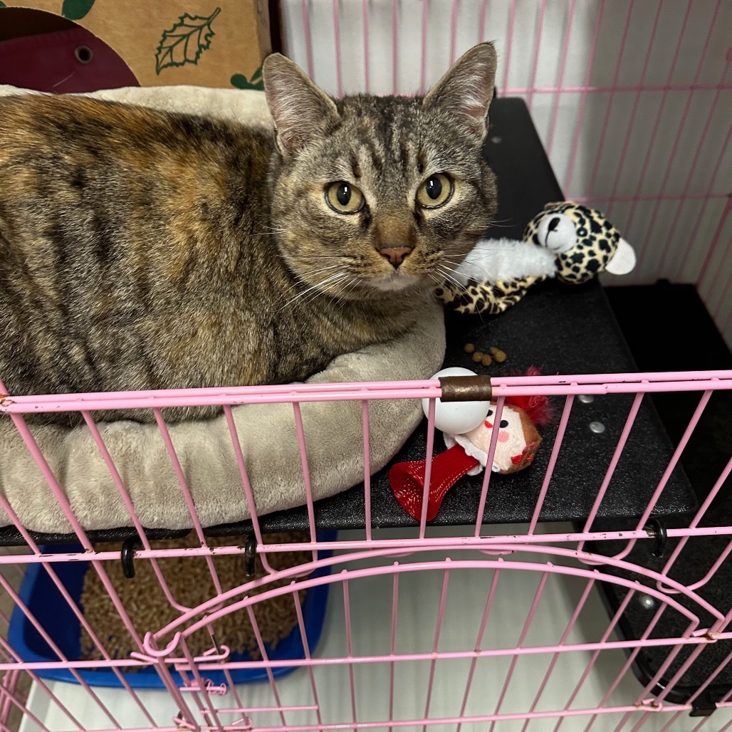 Fannie, an adoptable Domestic Short Hair in Priest River, ID, 83856 | Photo Image 1