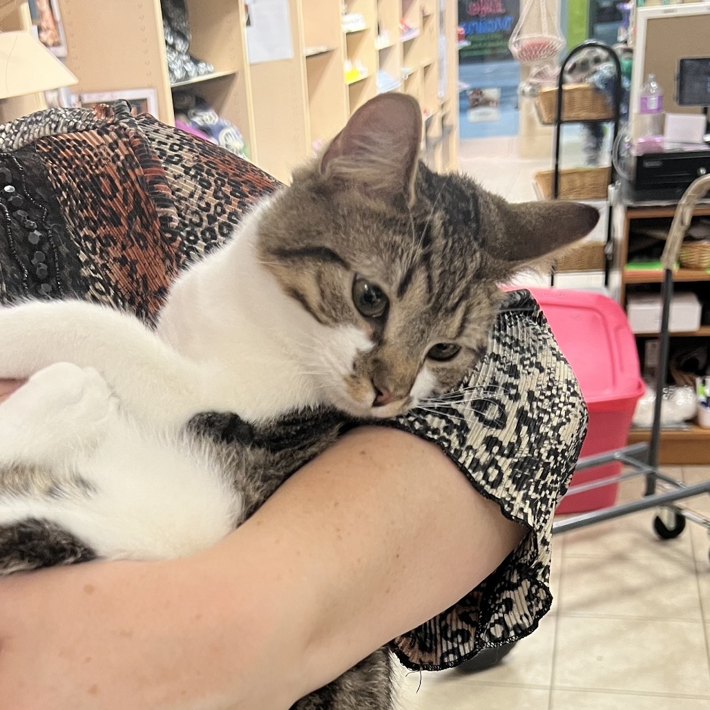 Chance Jr, an adoptable American Shorthair in Bangor, ME, 04401 | Photo Image 1