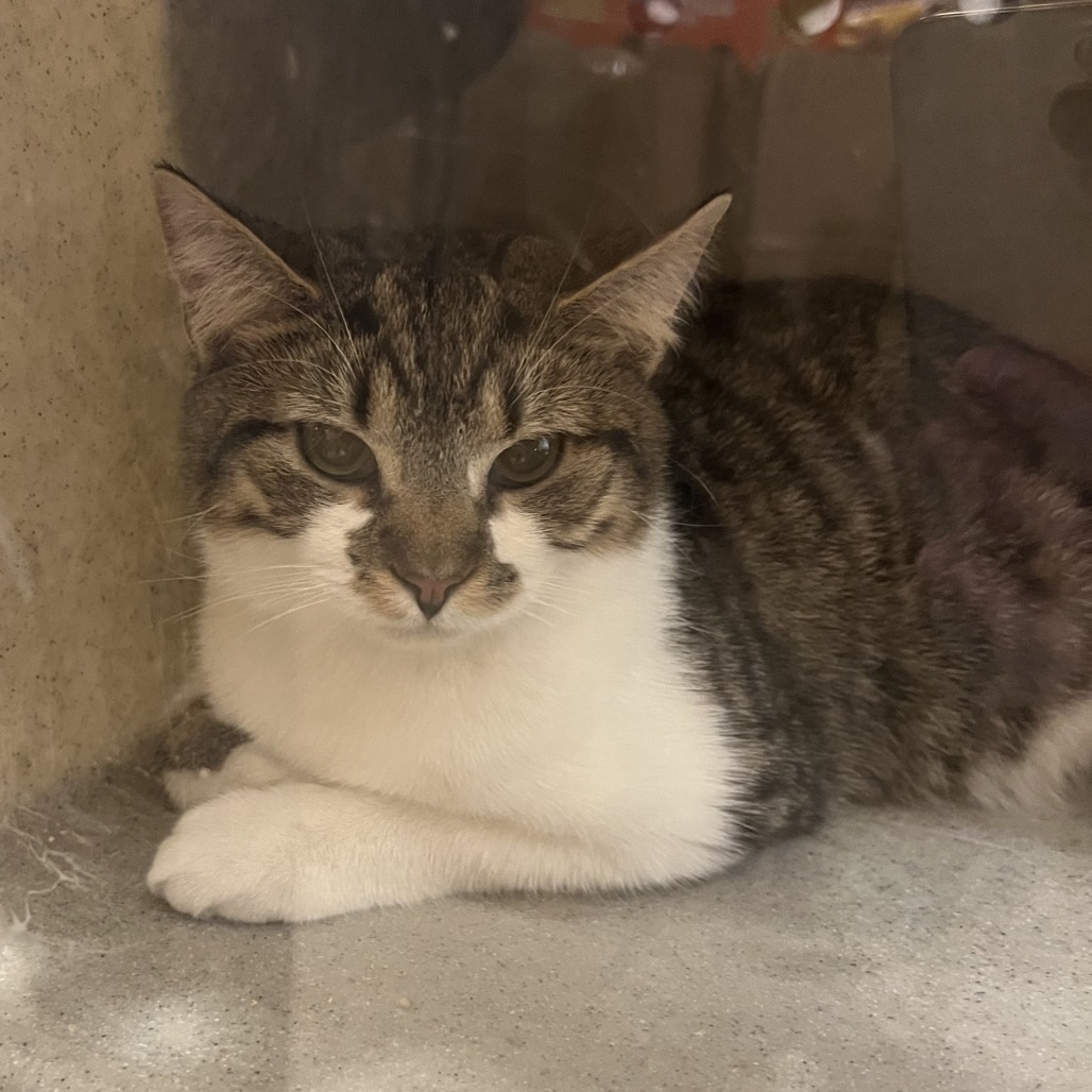 Chance Jr, an adoptable American Shorthair in Bangor, ME, 04401 | Photo Image 2