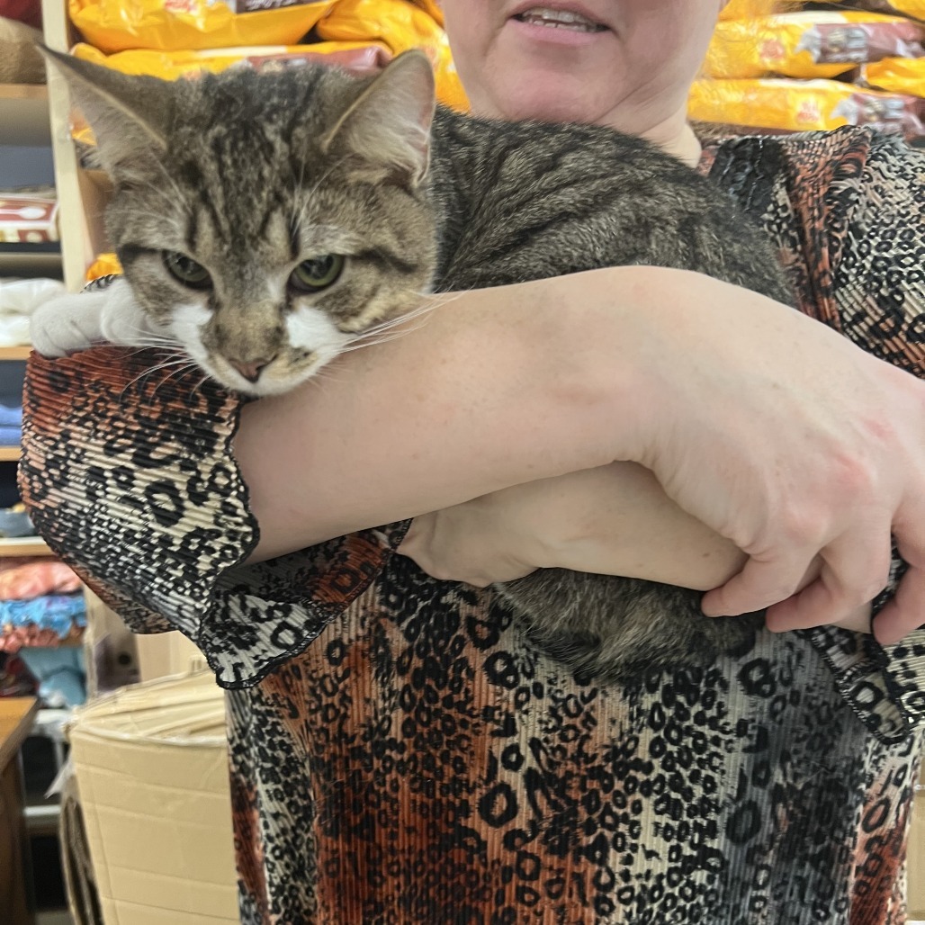 Chance Jr, an adoptable American Shorthair in Bangor, ME, 04401 | Photo Image 3