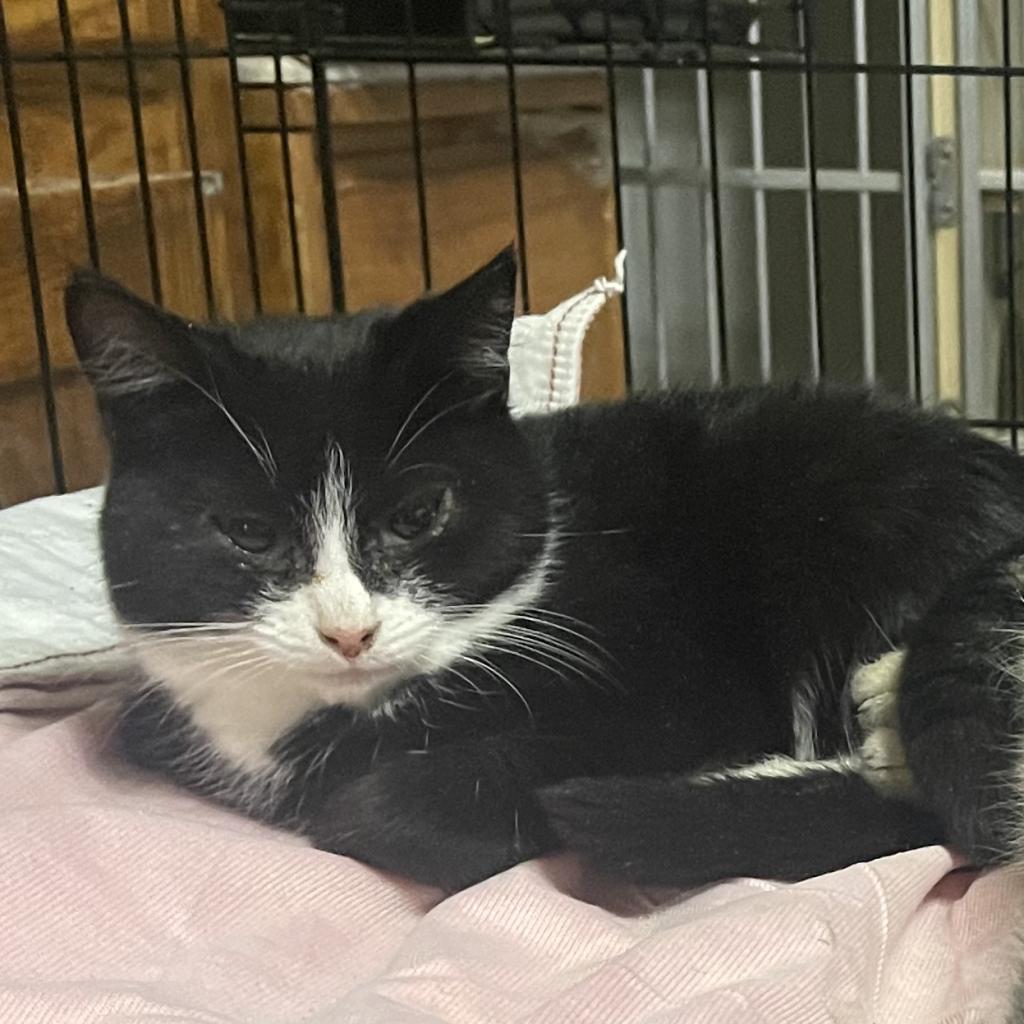 Joon, an adoptable Domestic Short Hair in Bangor, ME, 04401 | Photo Image 1