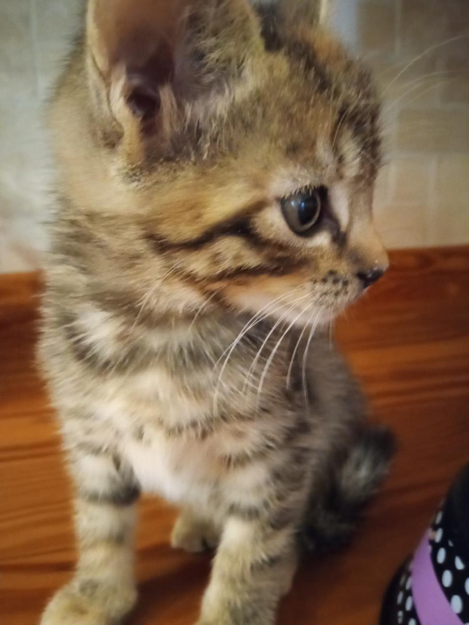 SKYE