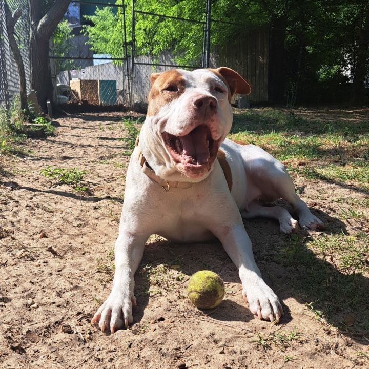 Duchess 1