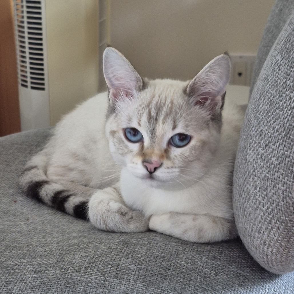 Pixie
