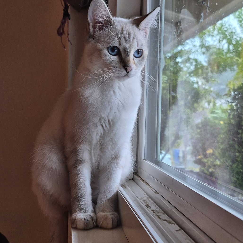Pixie