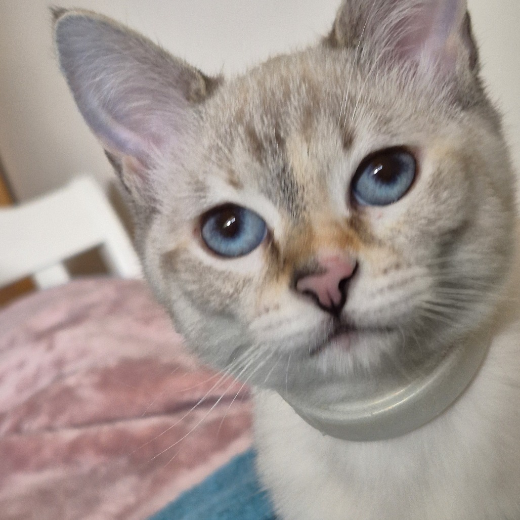 Pixie