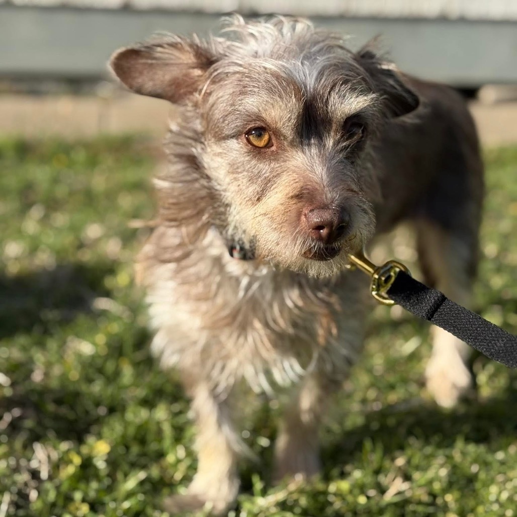 Sangria A1231, an adoptable Schnauzer, Chihuahua in Allen, TX, 75013 | Photo Image 1