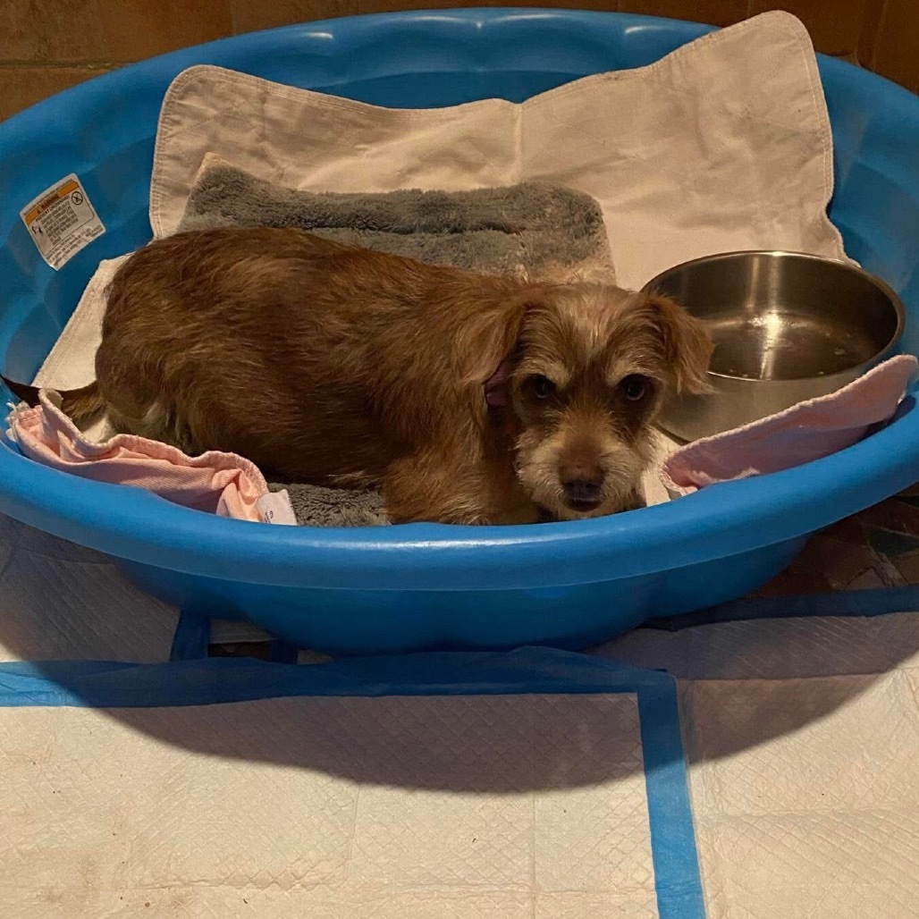 Sangria A1231, an adoptable Schnauzer, Chihuahua in Allen, TX, 75013 | Photo Image 4