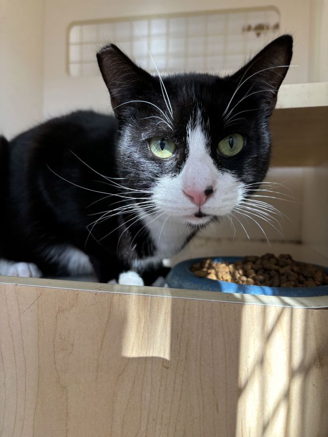 Boots ( NAPA Petco GD)