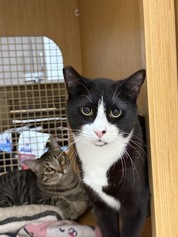 Boots ( NAPA Petco GD) 5