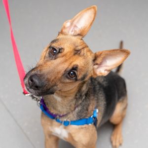 Meet Gina This sweet shepherd mix was likely used for breeding-she was seen in a home with a male d