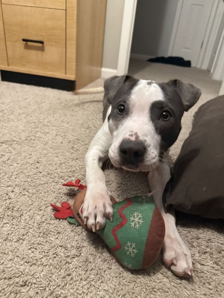Rosie 4