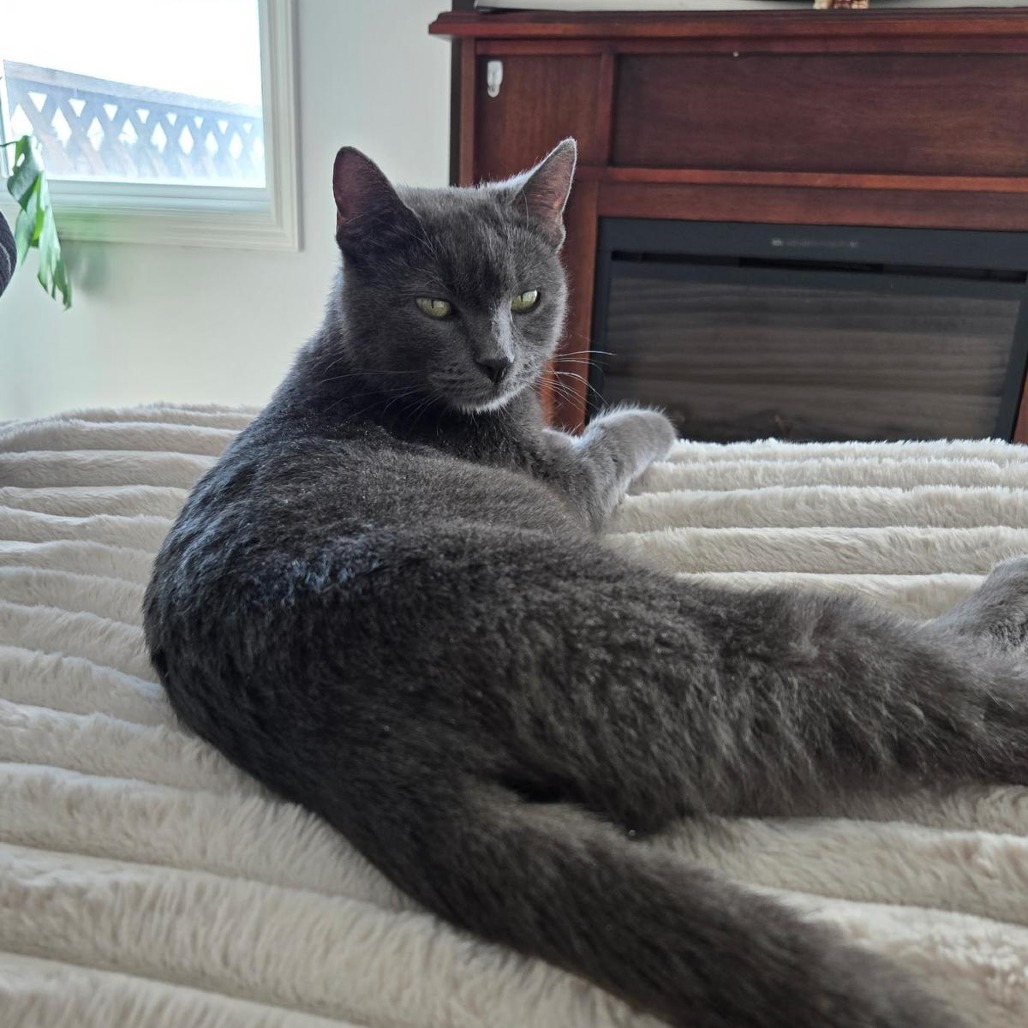 Freya, an adoptable Domestic Short Hair in Calgary, AB, T3C 1W4 | Photo Image 1
