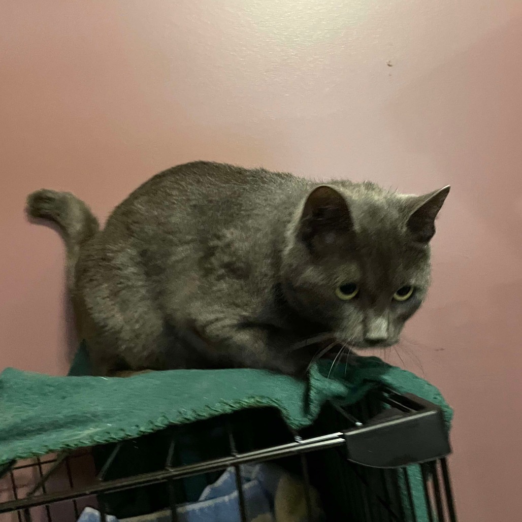 Freya, an adoptable Domestic Short Hair in Calgary, AB, T3C 1W4 | Photo Image 2