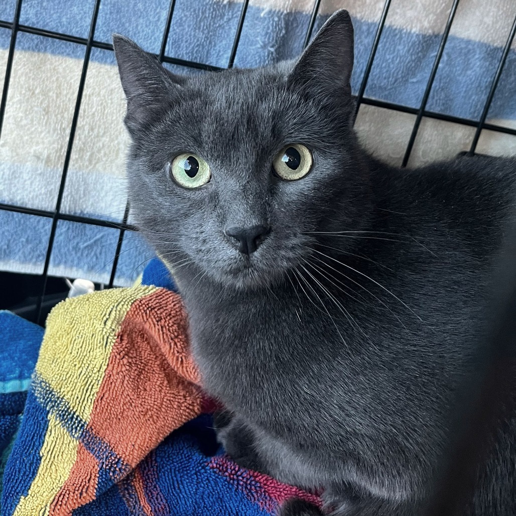 Freya, an adoptable Domestic Short Hair in Calgary, AB, T3C 1W4 | Photo Image 3