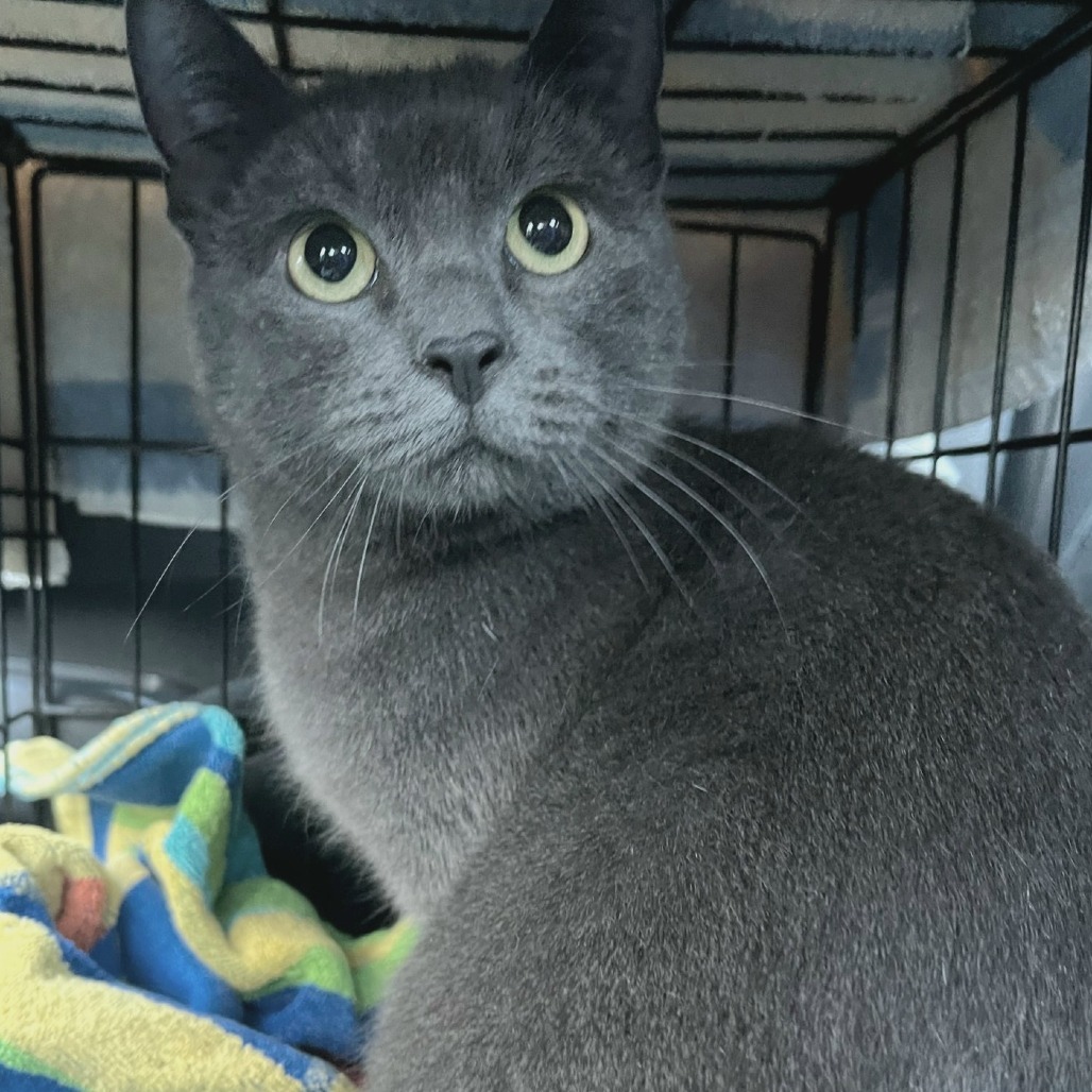 Freya, an adoptable Domestic Short Hair in Calgary, AB, T3C 1W4 | Photo Image 4