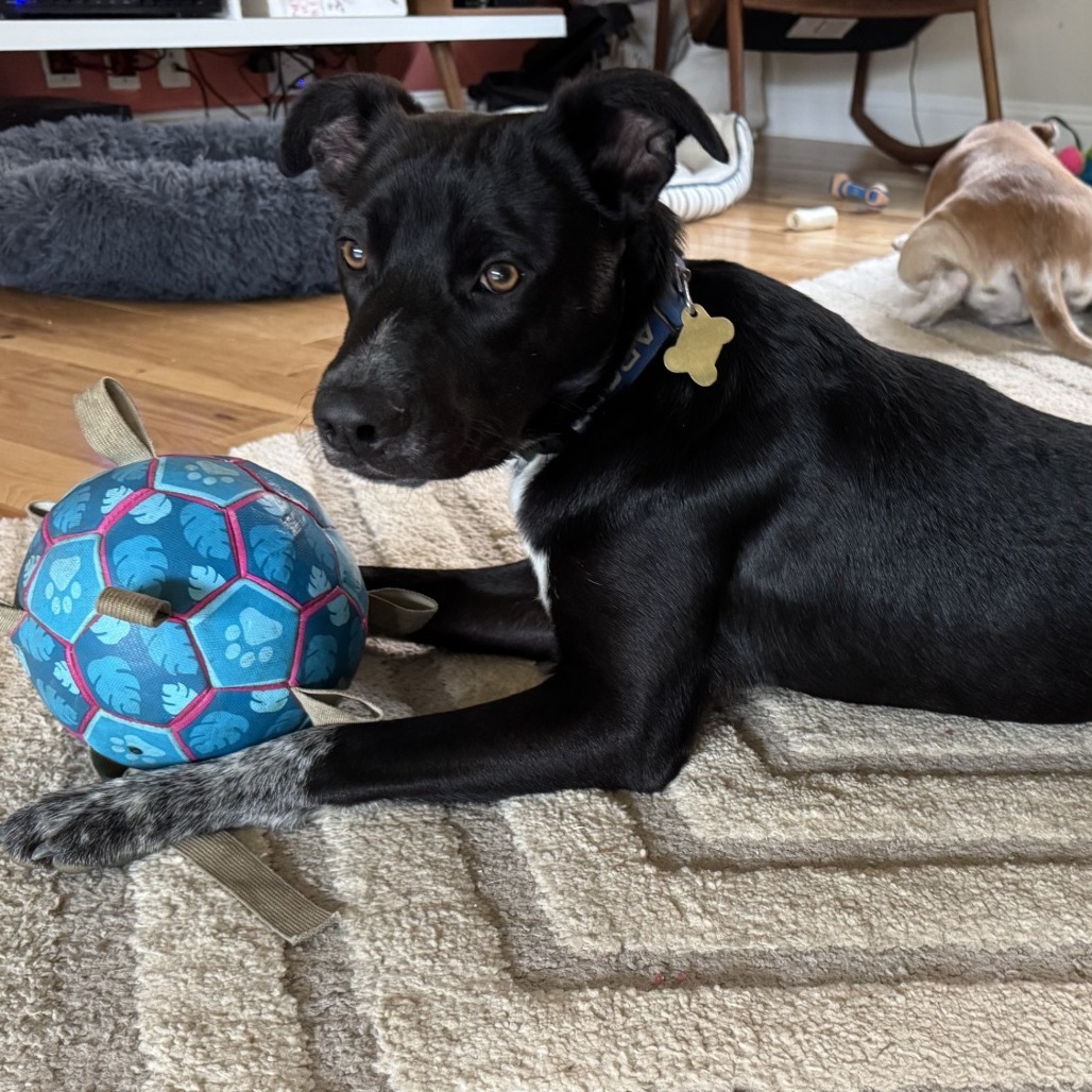MIDNIGHT, an adoptable McNab, Mixed Breed in Point Richmond, CA, 94801 | Photo Image 1
