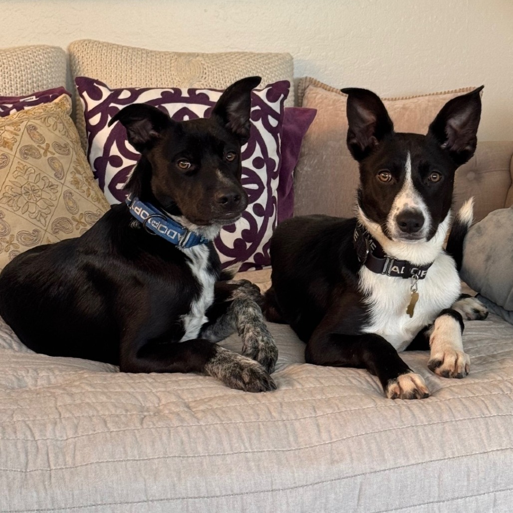 MIDNIGHT, an adoptable McNab, Mixed Breed in Point Richmond, CA, 94801 | Photo Image 2