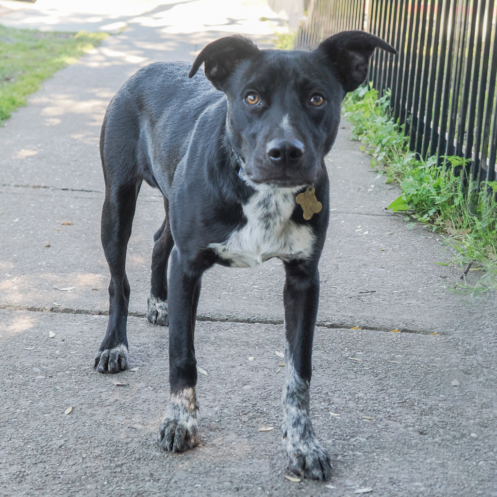 MIDNIGHT, an adoptable McNab, Mixed Breed in Point Richmond, CA, 94801 | Photo Image 4