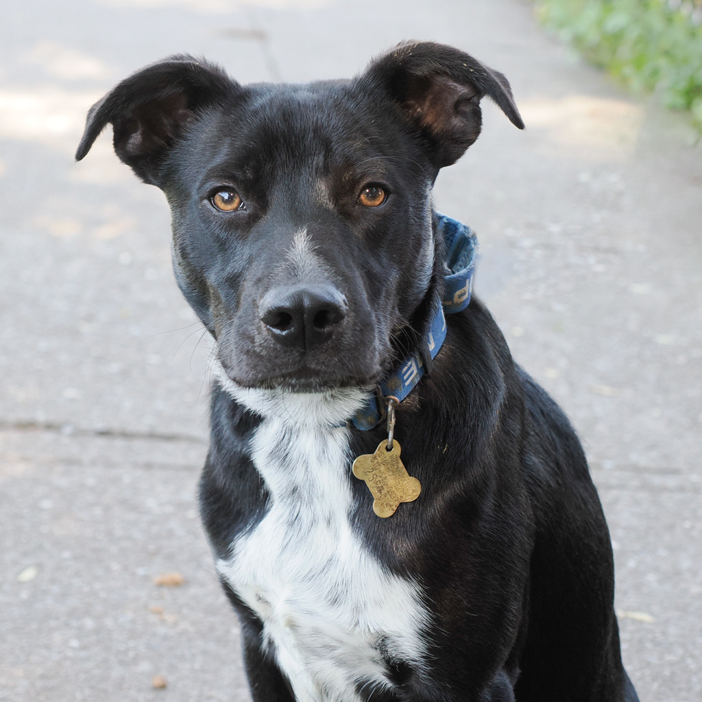 MIDNIGHT, an adoptable McNab, Mixed Breed in Point Richmond, CA, 94801 | Photo Image 5
