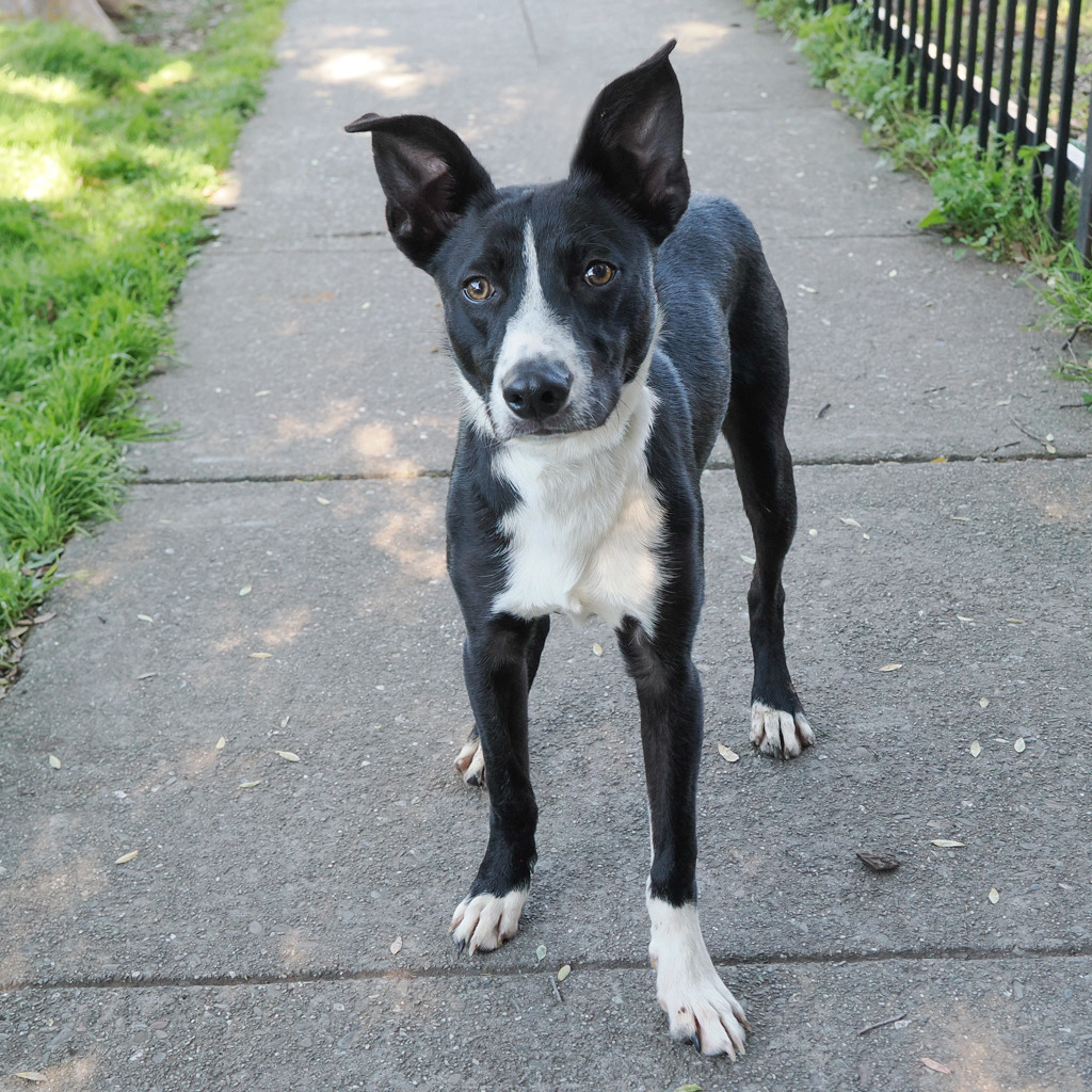 BELIZE, an adoptable McNab, Mixed Breed in Point Richmond, CA, 94801 | Photo Image 1
