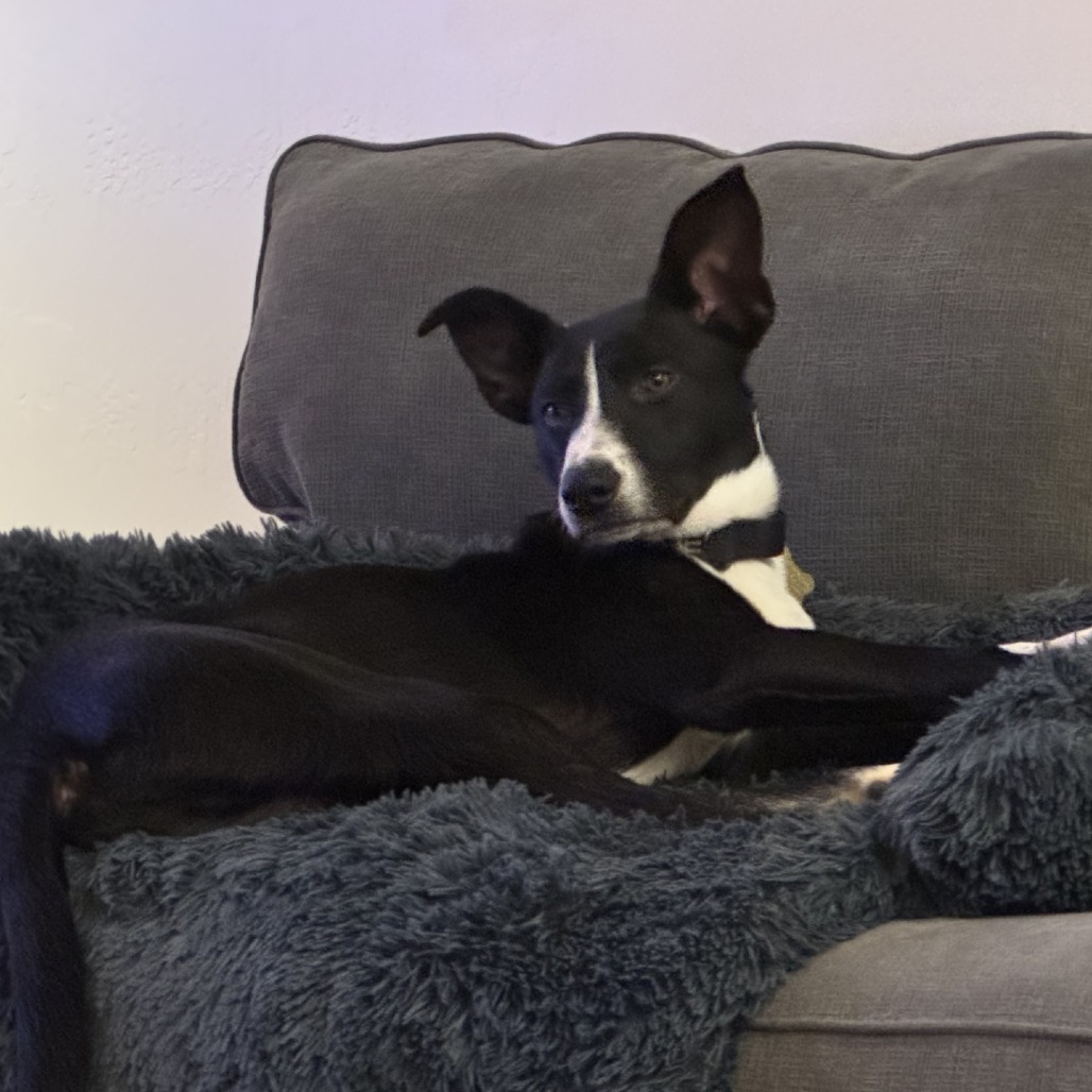BELIZE, an adoptable McNab, Mixed Breed in Point Richmond, CA, 94801 | Photo Image 2