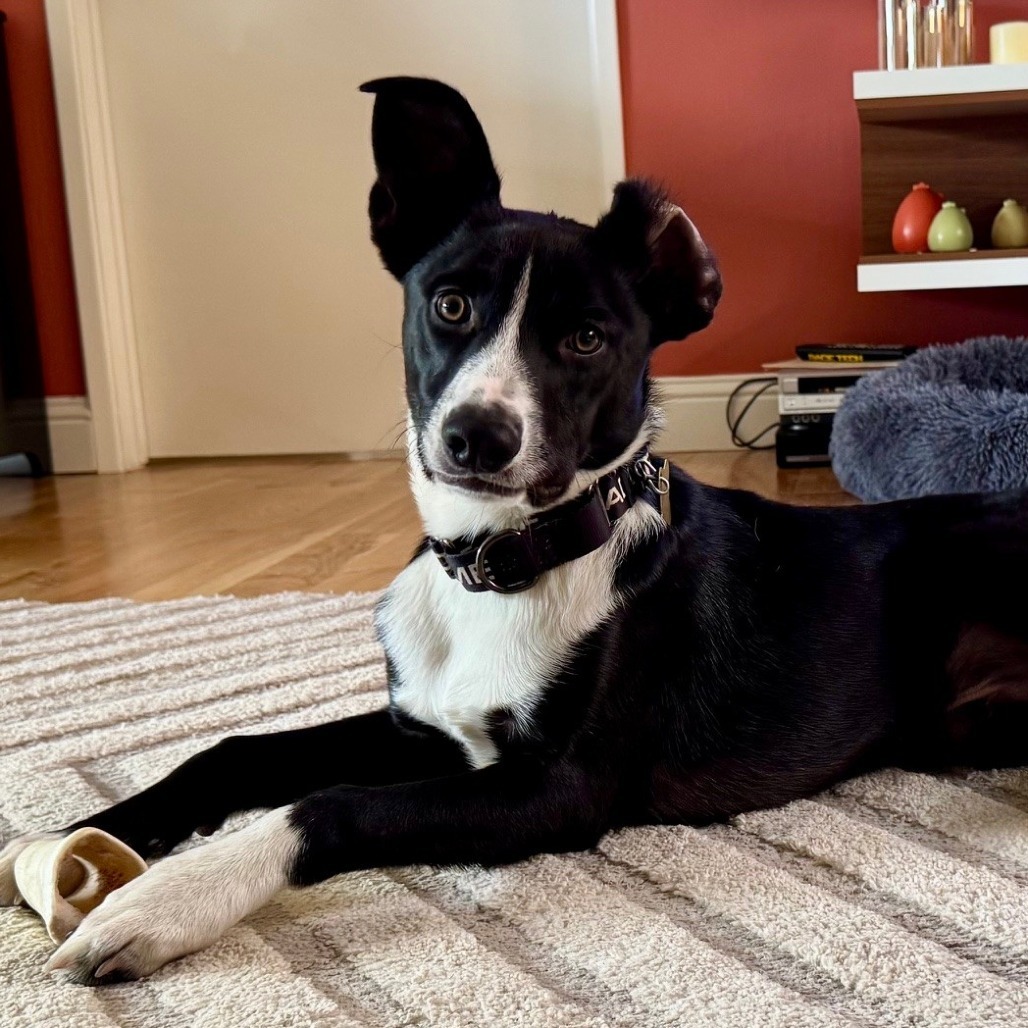BELIZE, an adoptable McNab, Mixed Breed in Point Richmond, CA, 94801 | Photo Image 3