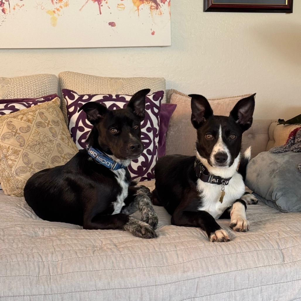 BELIZE, an adoptable McNab, Mixed Breed in Point Richmond, CA, 94801 | Photo Image 4