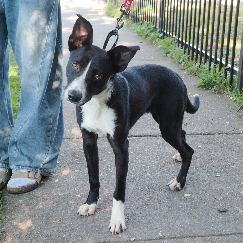 BELIZE, an adoptable McNab, Mixed Breed in Point Richmond, CA, 94801 | Photo Image 6