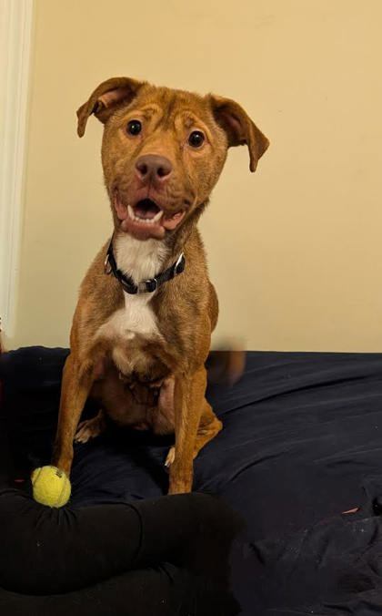 Neali - IN FOSTER
