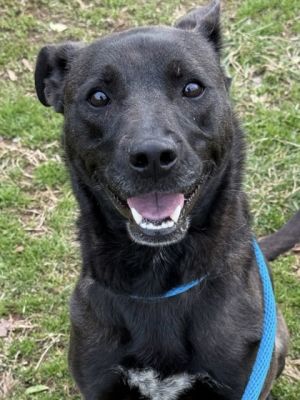 Pascal Mixed Breed Dog