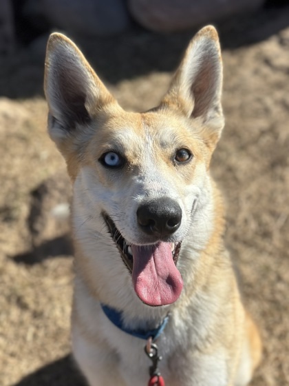 Carolina, an adoptable Siberian Husky, Shepherd in Durango, CO, 81301 | Photo Image 1