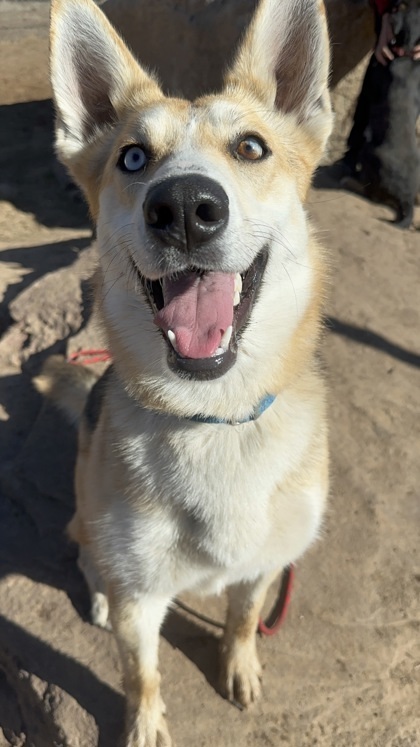 Carolina, an adoptable Siberian Husky, Shepherd in Durango, CO, 81301 | Photo Image 2