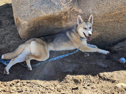 Carolina, an adoptable Siberian Husky, Shepherd in Durango, CO, 81301 | Photo Image 3