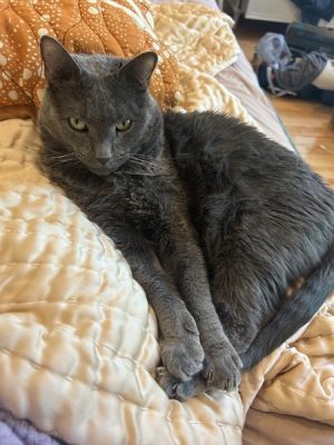 My Foster Writes Bendito is a super sweet shorthaired cat He definitely likes his space but is al