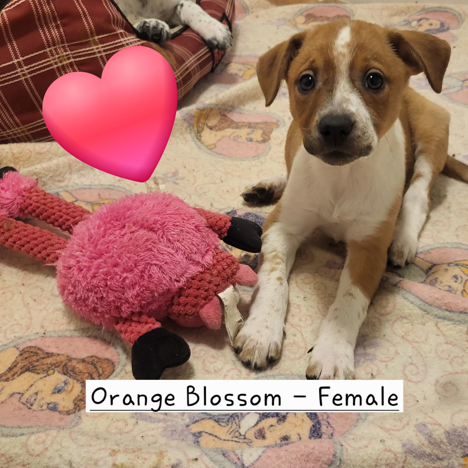 Orange Blossom