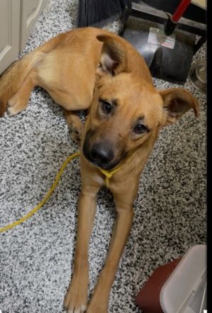 Wiley, Adult Male German Shepherd Dog