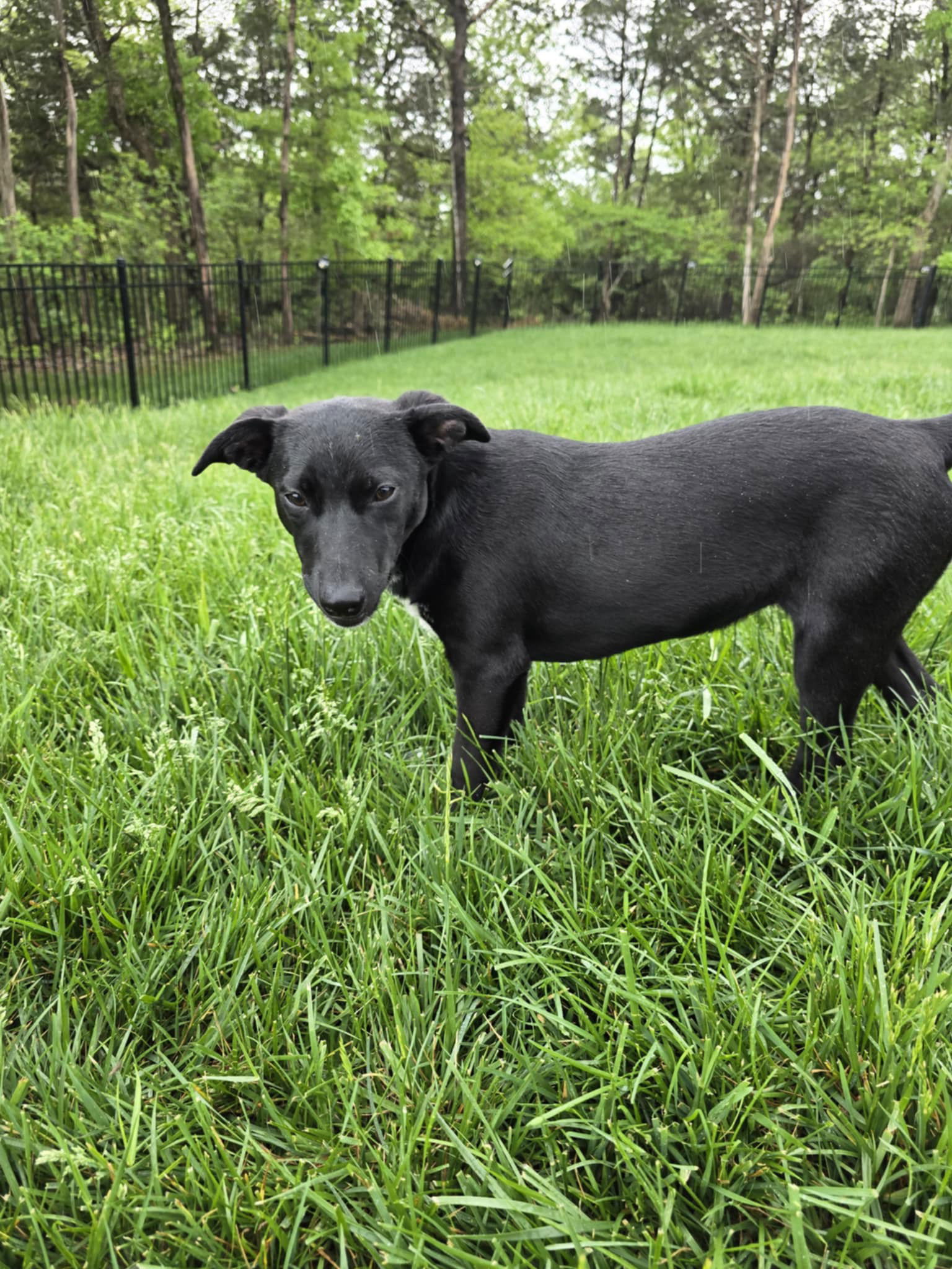 Sadie