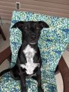 Sadie photo 1