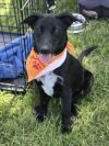 Sadie photo 2